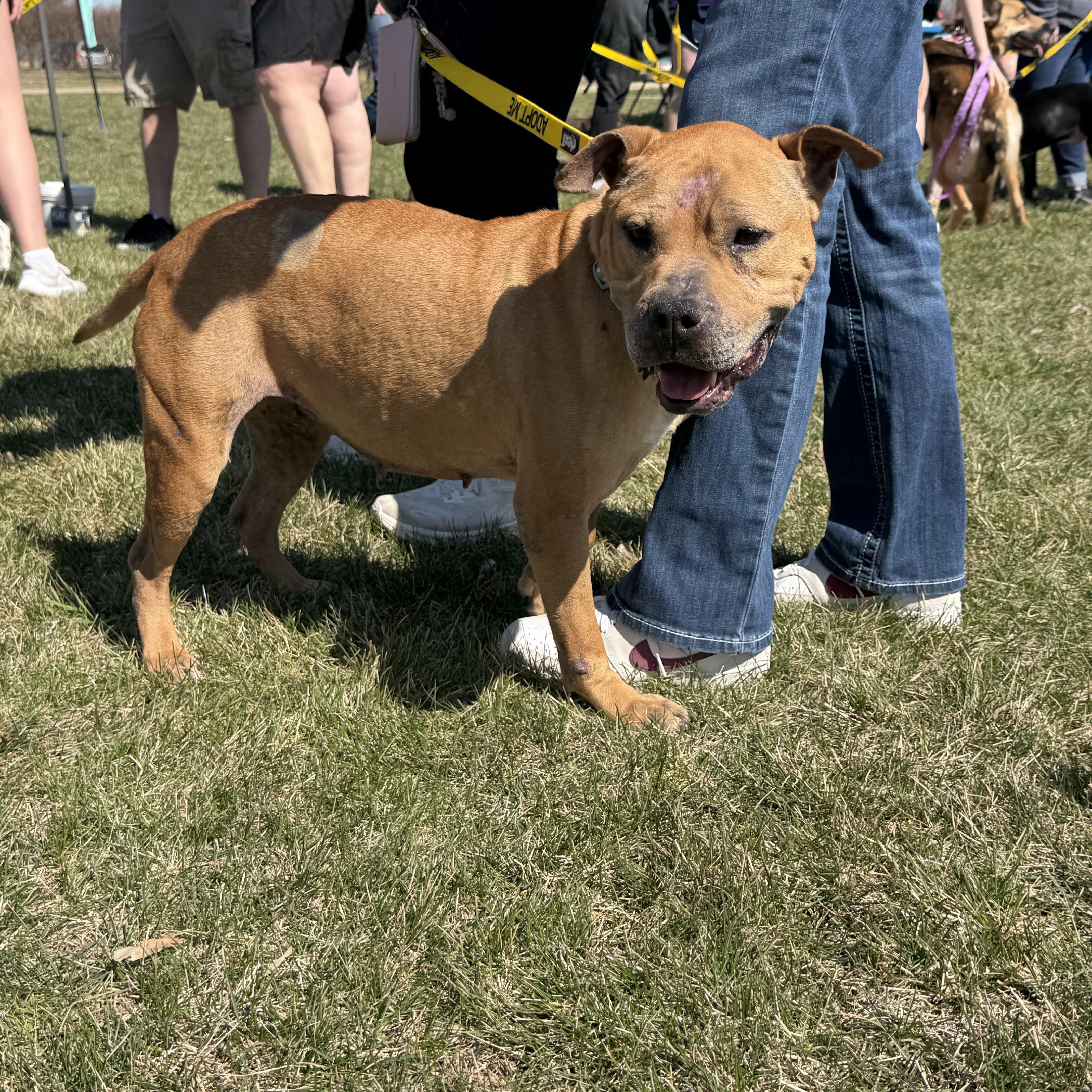 Enlarge Fanette, a ADOPTABLE mixed breed in Oswego, IL image 2/5