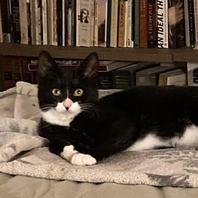 Enlarge Fiona, a ADOPTABLE Tuxedo in Bayonne, NJ image 4/4