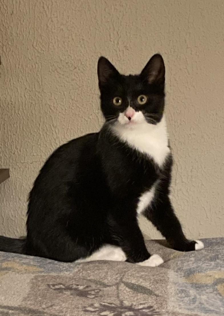 Fiona, ADOPTABLE, Kitten Female Tuxedo.