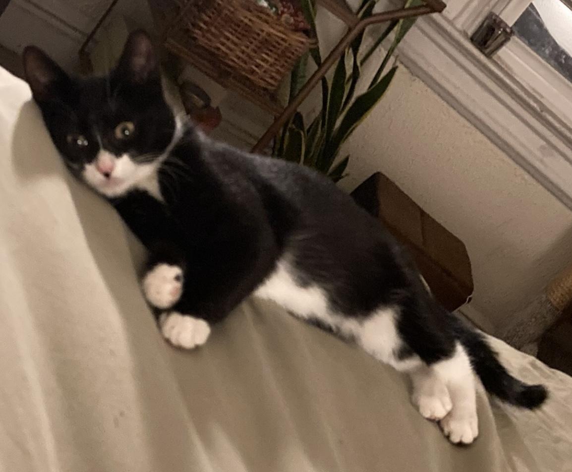 Enlarge Fiona, a ADOPTABLE Tuxedo in Bayonne, NJ image 2/4