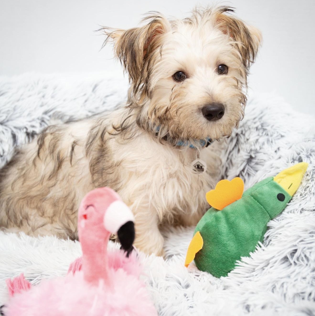 Stevie, a ADOPTABLE mixed breed in Santa Monica, CA image 4/4