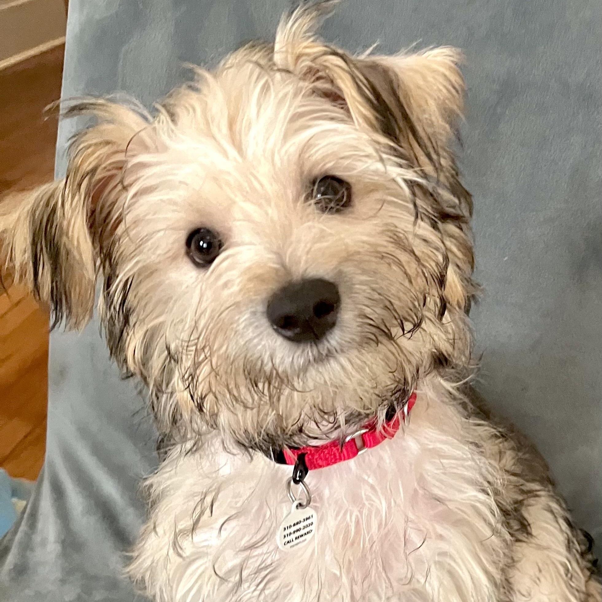 Stevie, a ADOPTABLE mixed breed in Santa Monica, CA image 2/4