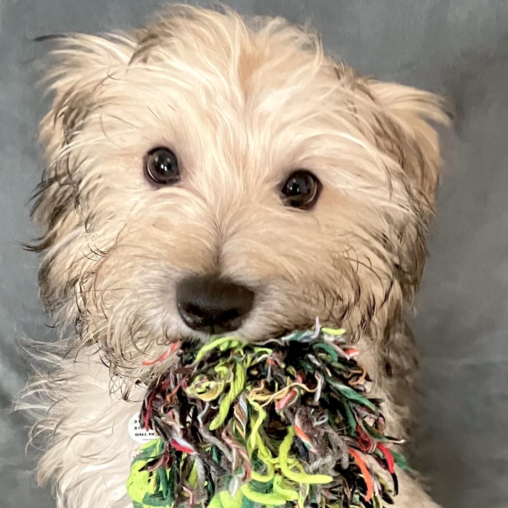 Stevie, ADOPTABLE, Puppy Male Havanese & Yorkshire Terrier.