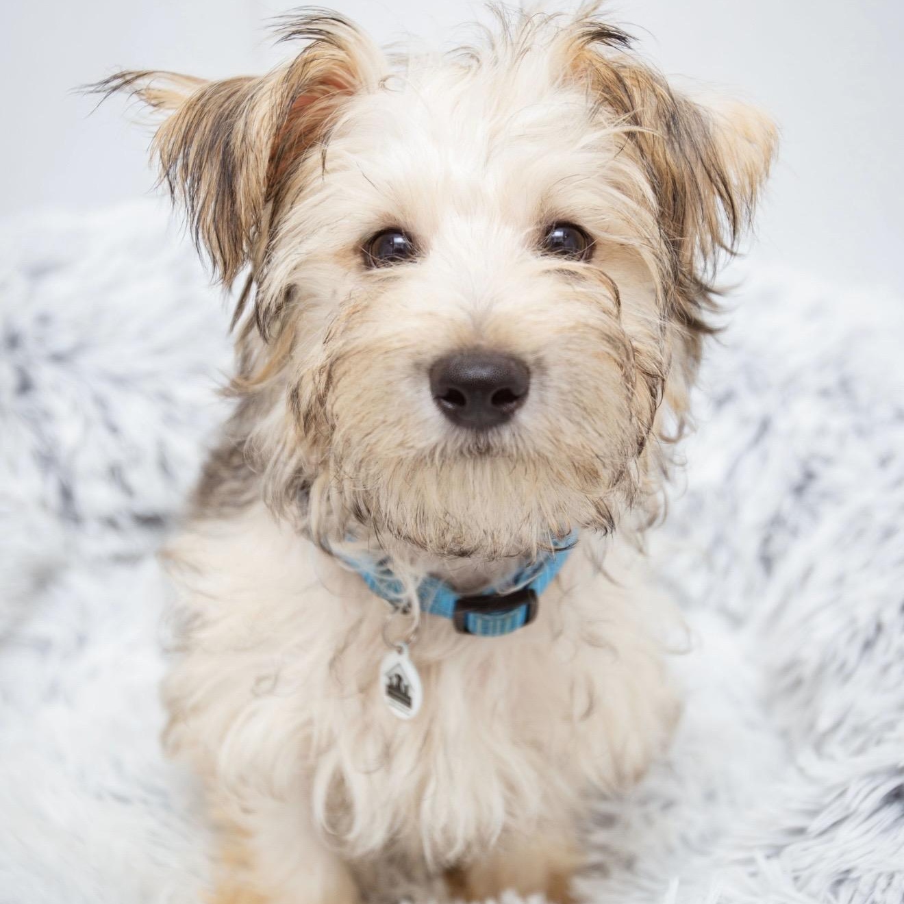 Stevie, a ADOPTABLE mixed breed in Santa Monica, CA image 3/4