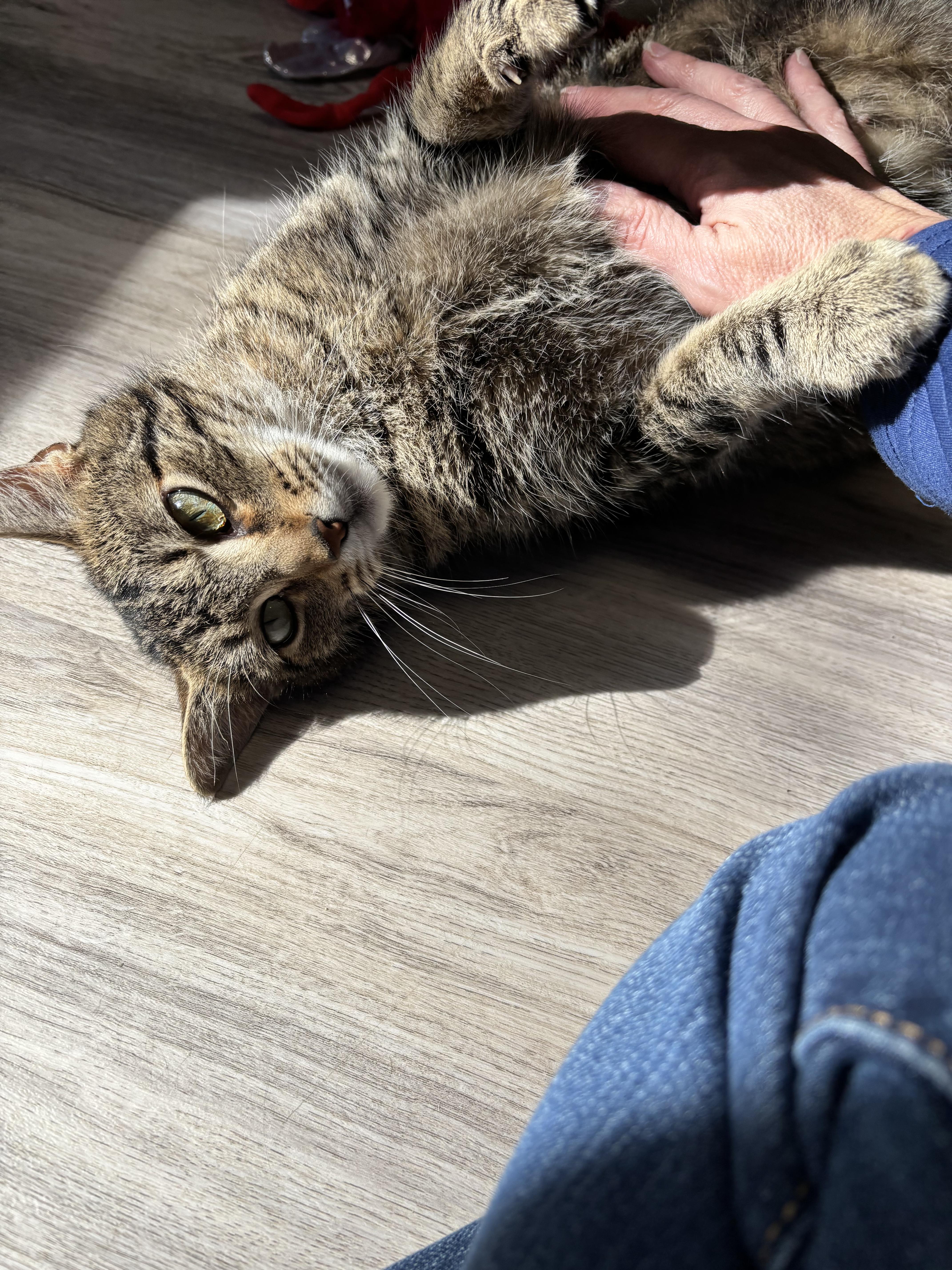 Daisy - Courtesy Post, a ADOPTABLE Domestic Short Hair in Columbia, MD image 3/4