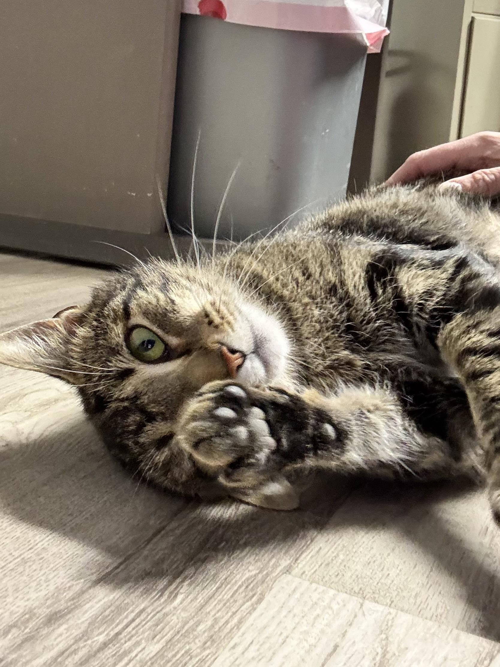 Daisy - Courtesy Post, a ADOPTABLE Domestic Short Hair in Columbia, MD image 2/4
