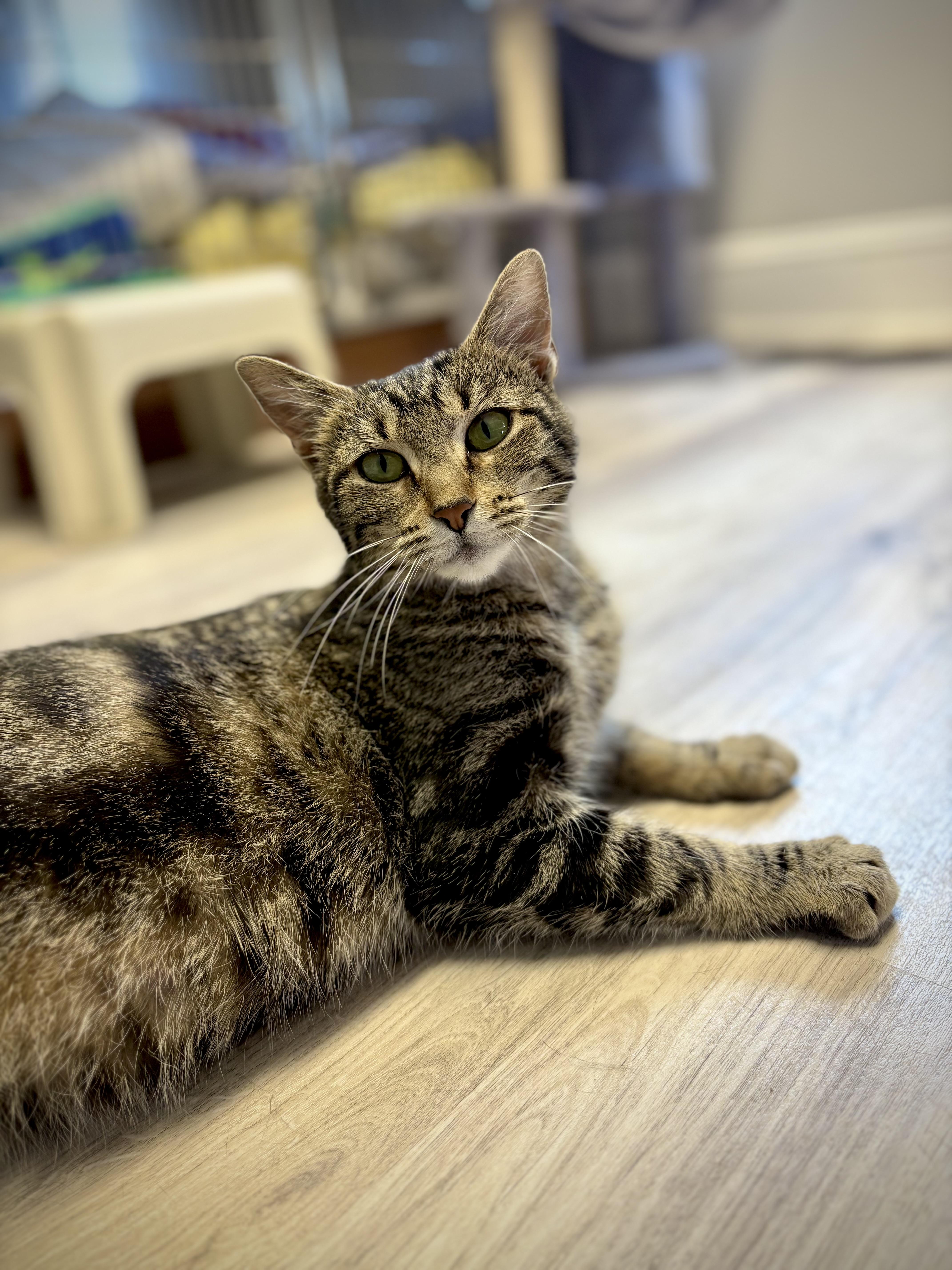 Daisy - Courtesy Post, a ADOPTABLE Domestic Short Hair in Columbia, MD image 1/4