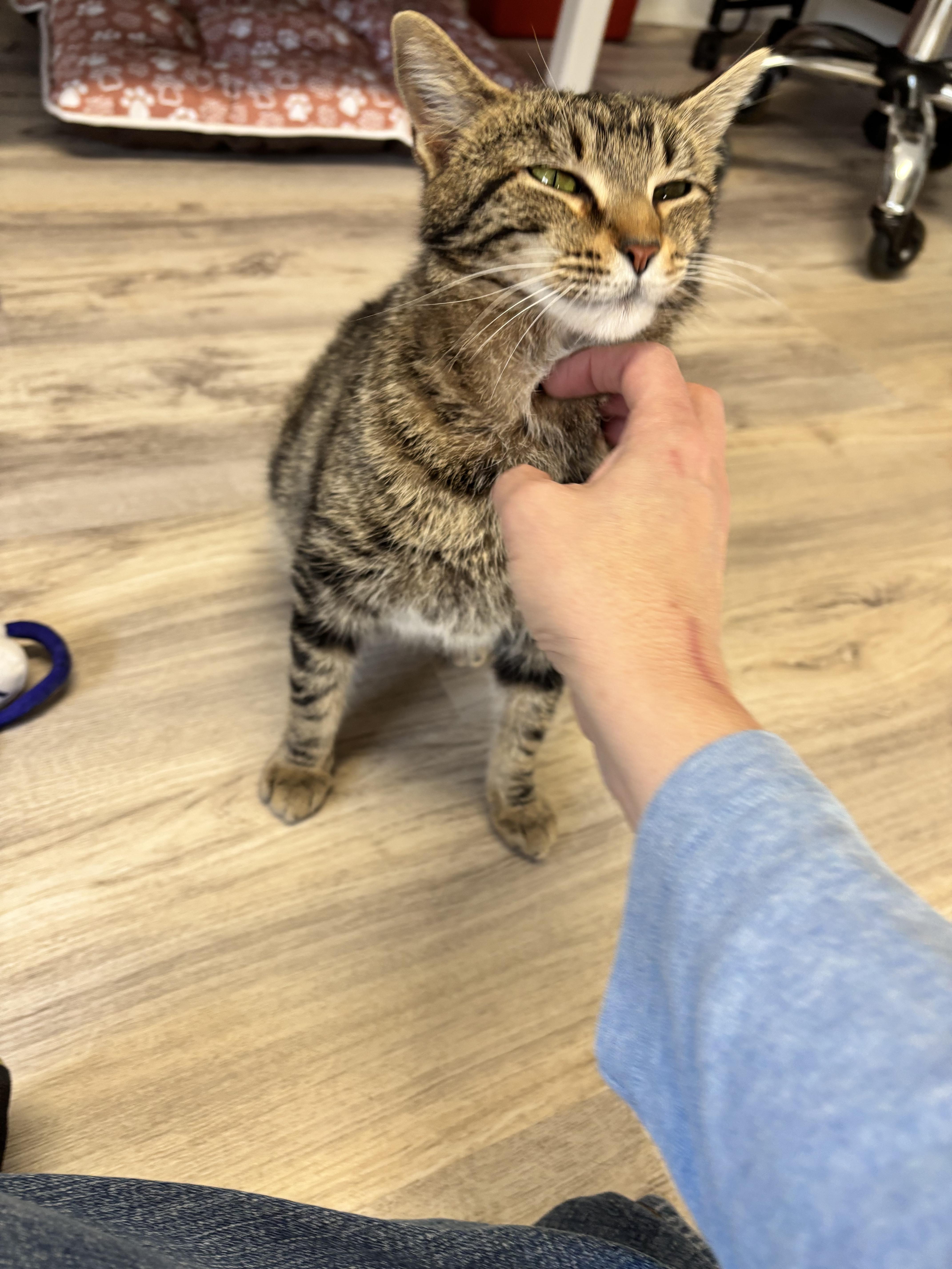 Daisy - Courtesy Post, a ADOPTABLE Domestic Short Hair in Columbia, MD image 4/4