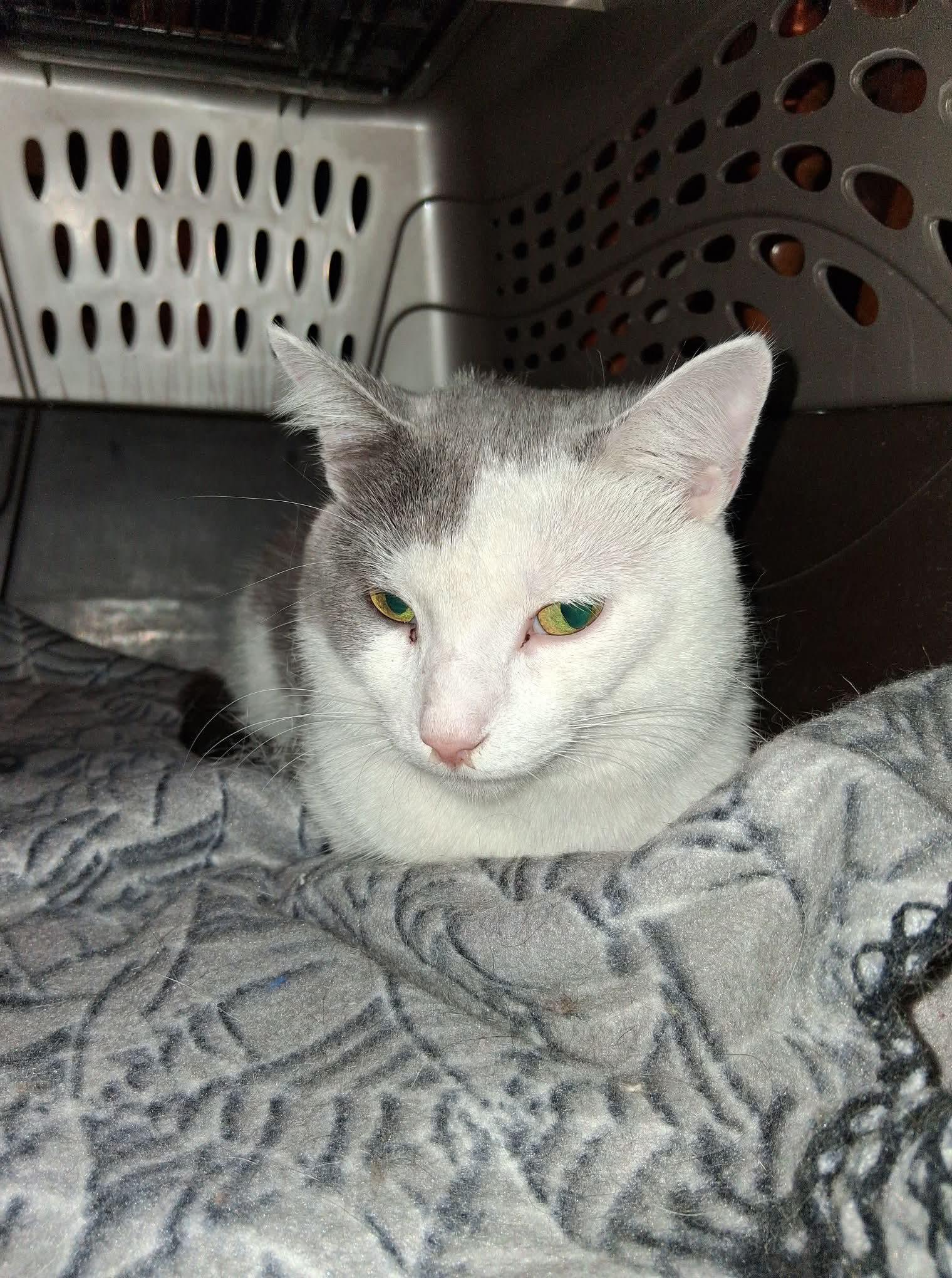 Enlarge Bubba, a Adopted mixed breed in Brownsville, PA image 1/4