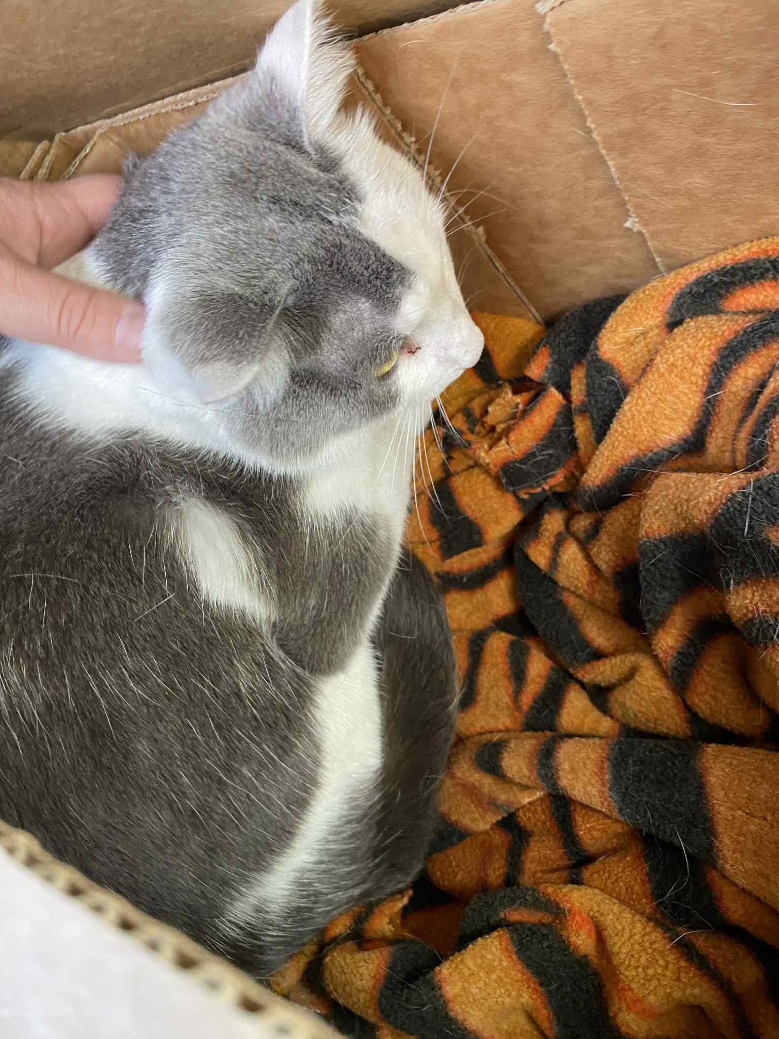 Enlarge Bubba, a Adopted mixed breed in Brownsville, PA image 2/4