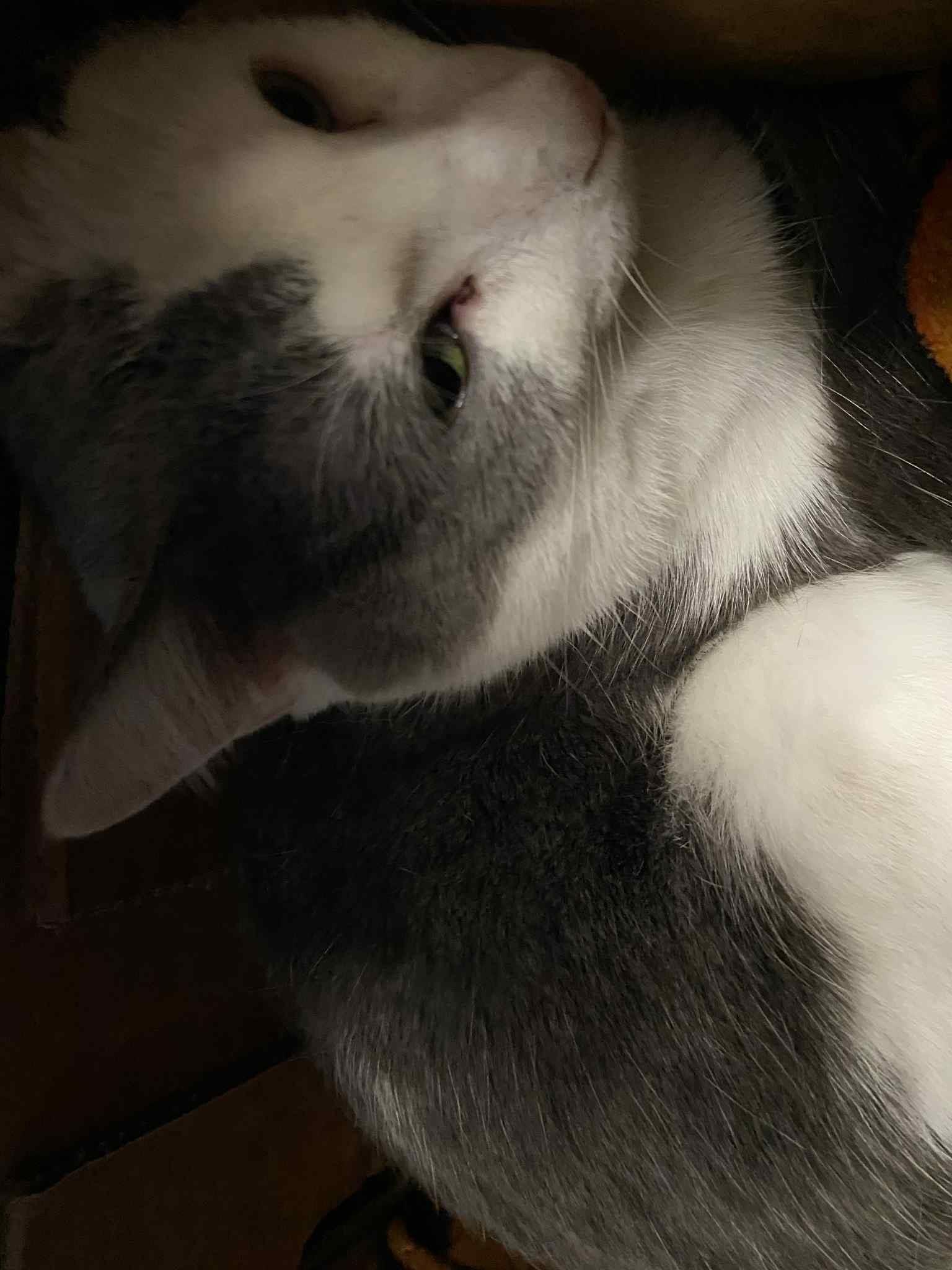 Enlarge Bubba, a Adopted mixed breed in Brownsville, PA image 3/4