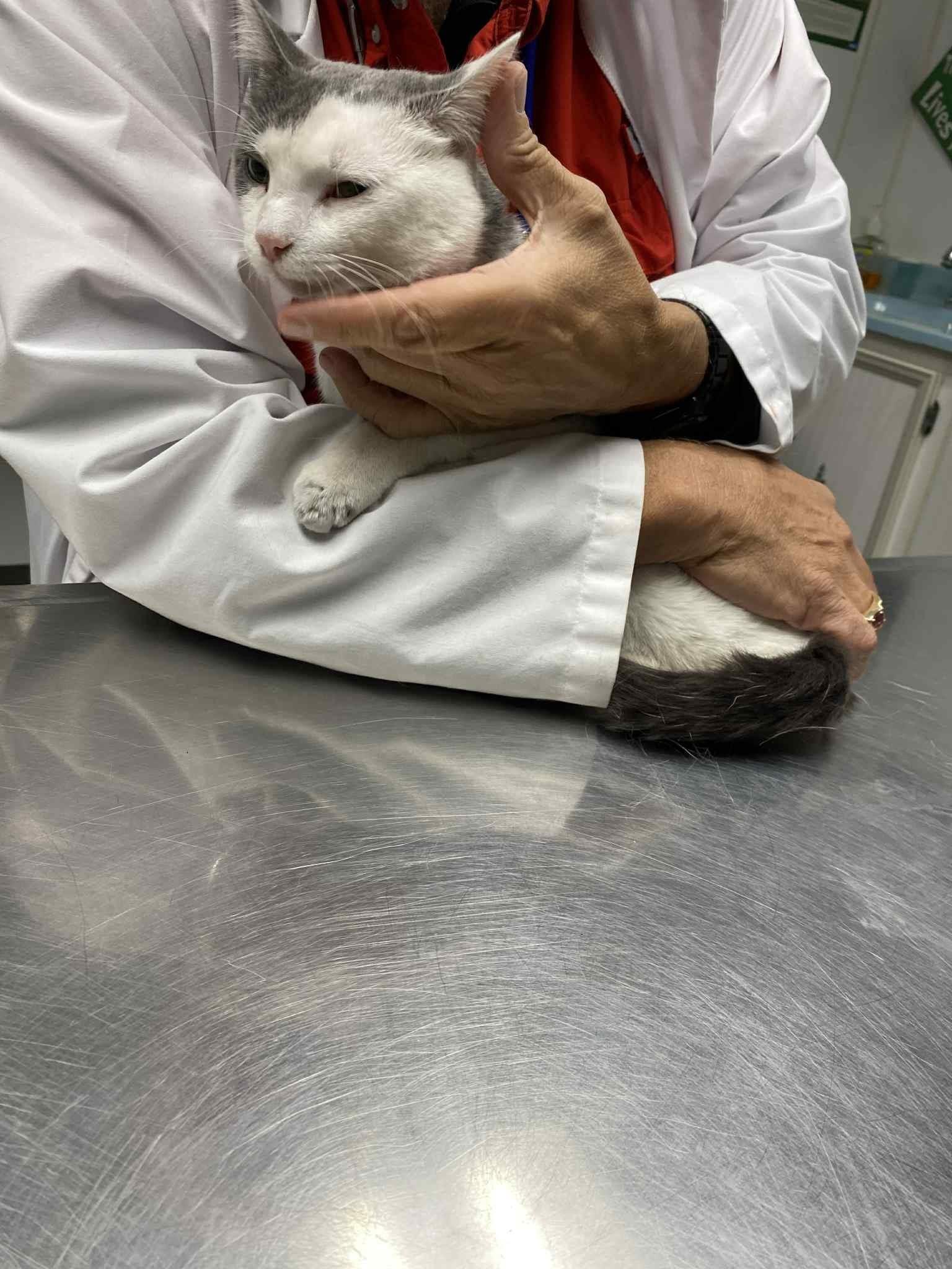 Enlarge Bubba, a Adopted mixed breed in Brownsville, PA image 4/4