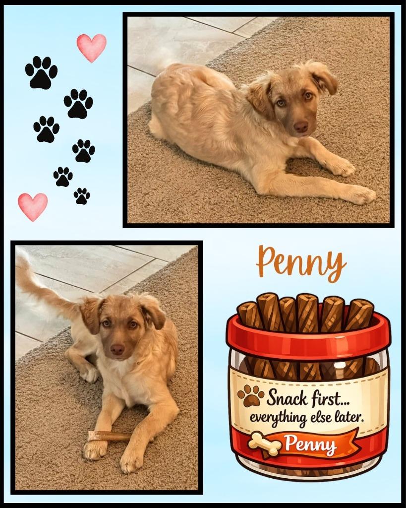Penny, a Adoptable mixed breed in Mesa, AZ image 2/2