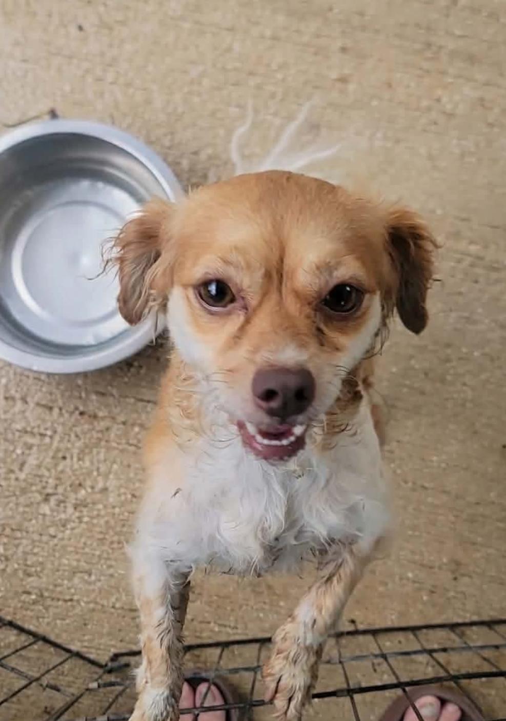 RACHEL, an adopted mixed breed in Villalba, PR image 3/3