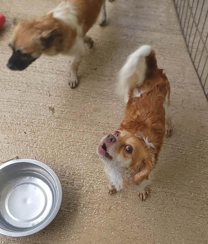 RACHEL, an adopted mixed breed in Villalba, PR image 2/3