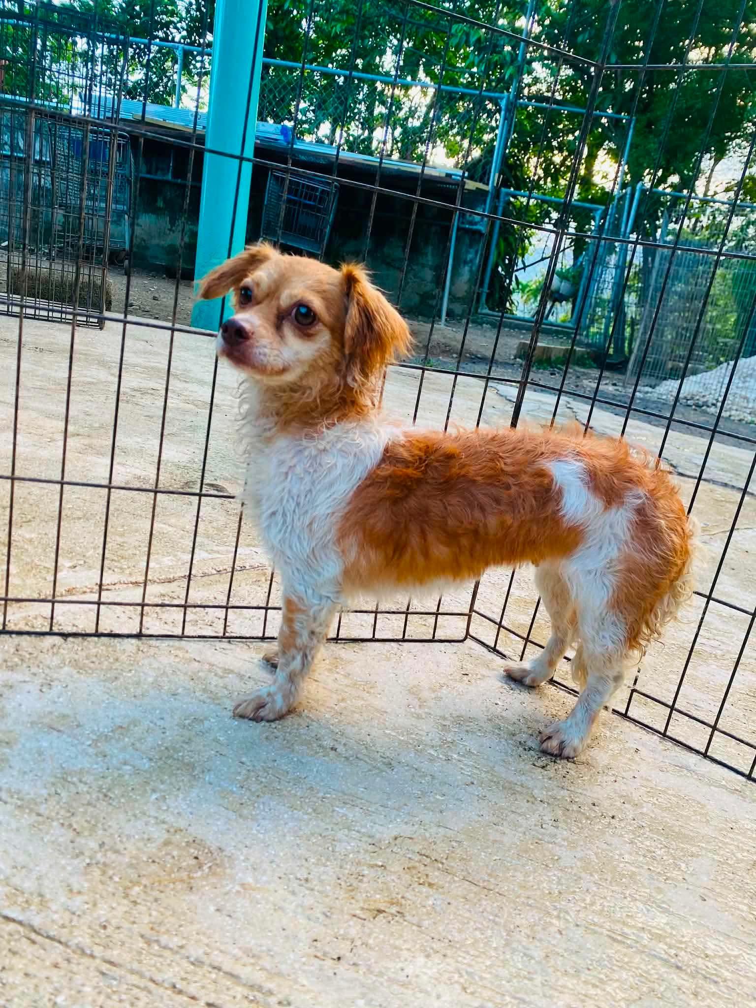 RACHEL, adopted, Adult Female Chihuahua & Shih Tzu.