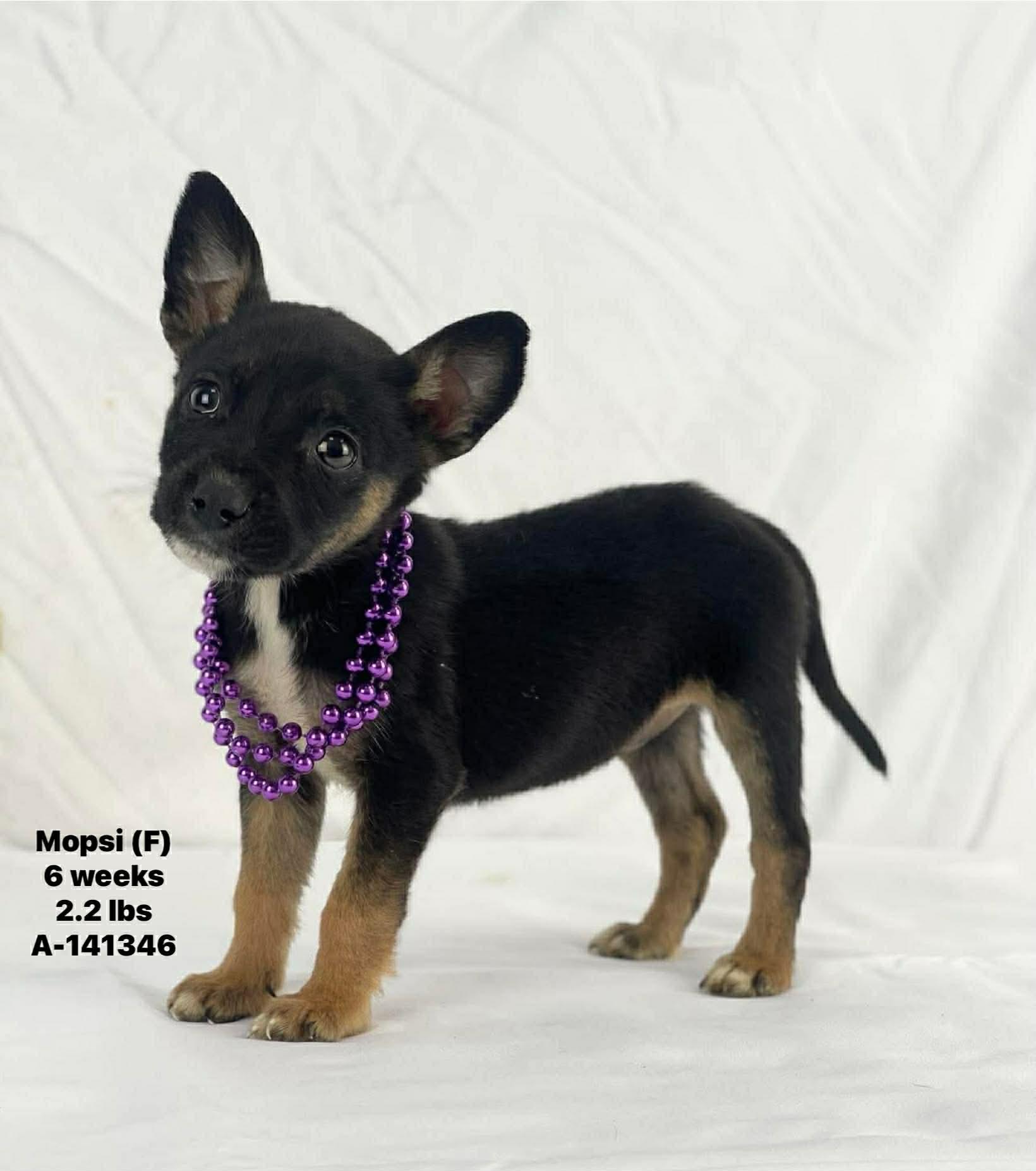 Mopsi the Min Pin mix , Adoptable, Puppy Female Chihuahua & Miniature Pinscher.