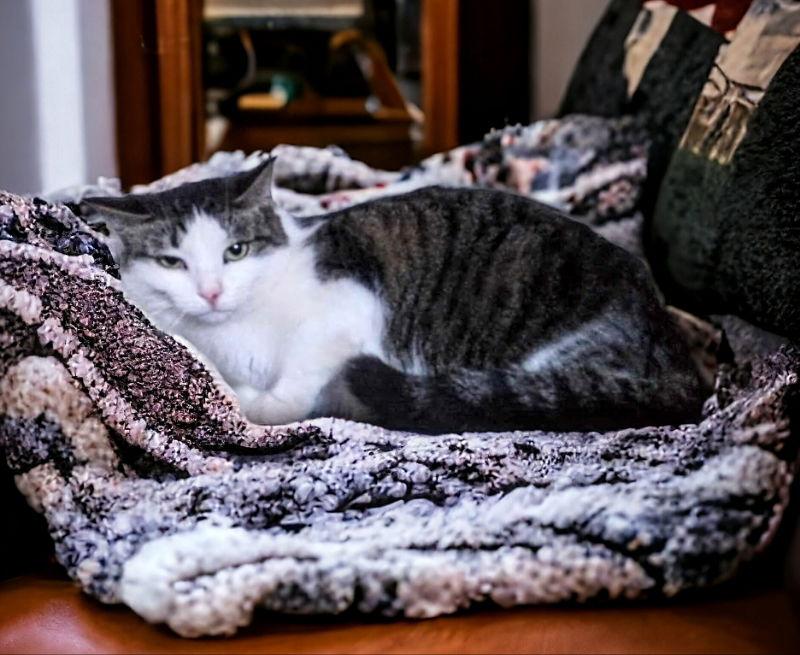 Enlarge Tinkerbell, a Adoptable Domestic Short Hair in Knoxville, TN image 1/3