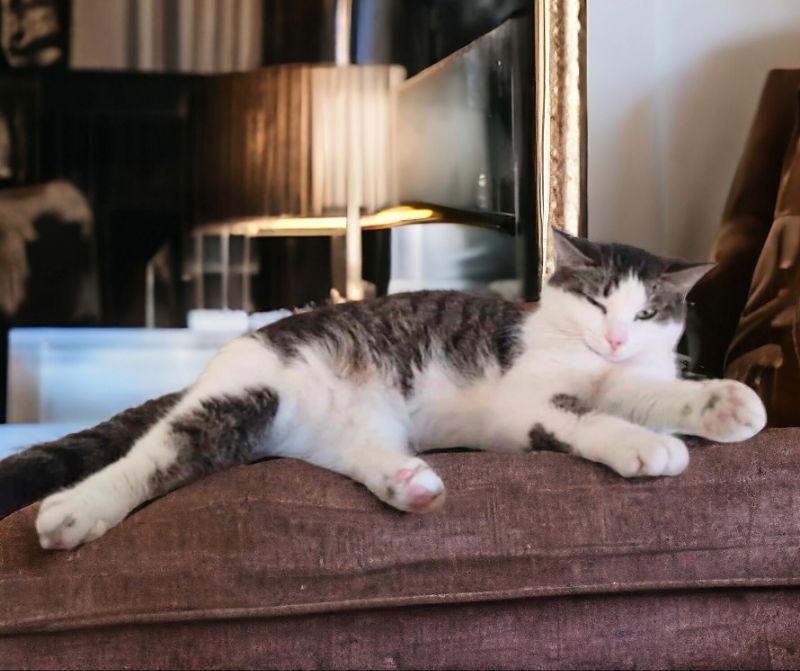 Enlarge Tinkerbell, a Adoptable Domestic Short Hair in Knoxville, TN image 2/3