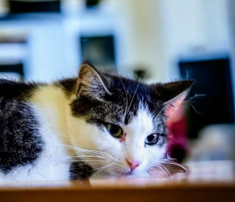 Enlarge Tinkerbell, a Adoptable Domestic Short Hair in Knoxville, TN image 3/3