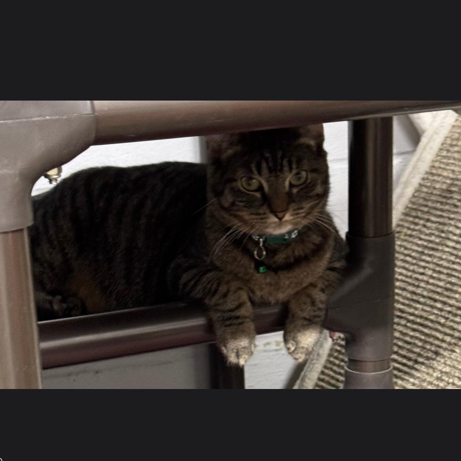 Enlarge Jelly, a Adoptable Domestic Short Hair in Evans City, PA image 1/1