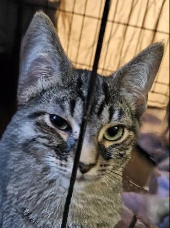 Enlarge Jelly, a Adoptable Domestic Short Hair in Evans City, PA image 2/2