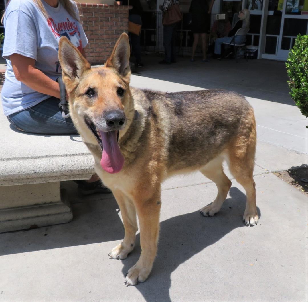 Cricket, a Adoptable German Shepherd Dog in Rancho Palos Verdes, CA image 1/7