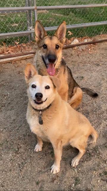 Cricket, a Adoptable German Shepherd Dog in Rancho Palos Verdes, CA image 2/7