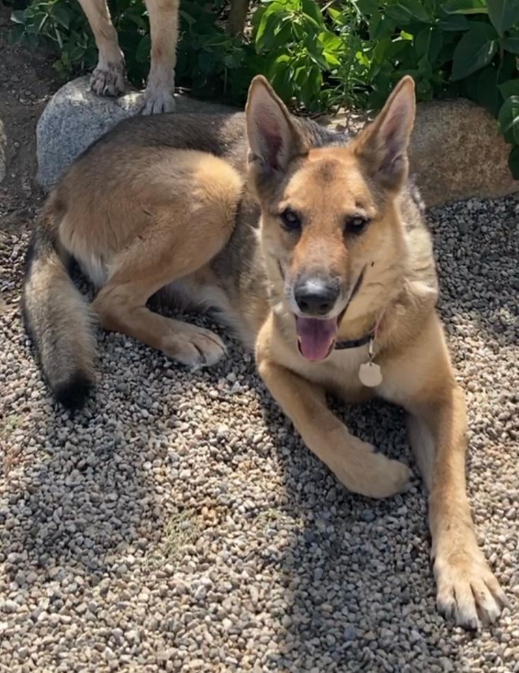Cricket, a Adoptable German Shepherd Dog in Rancho Palos Verdes, CA image 3/7