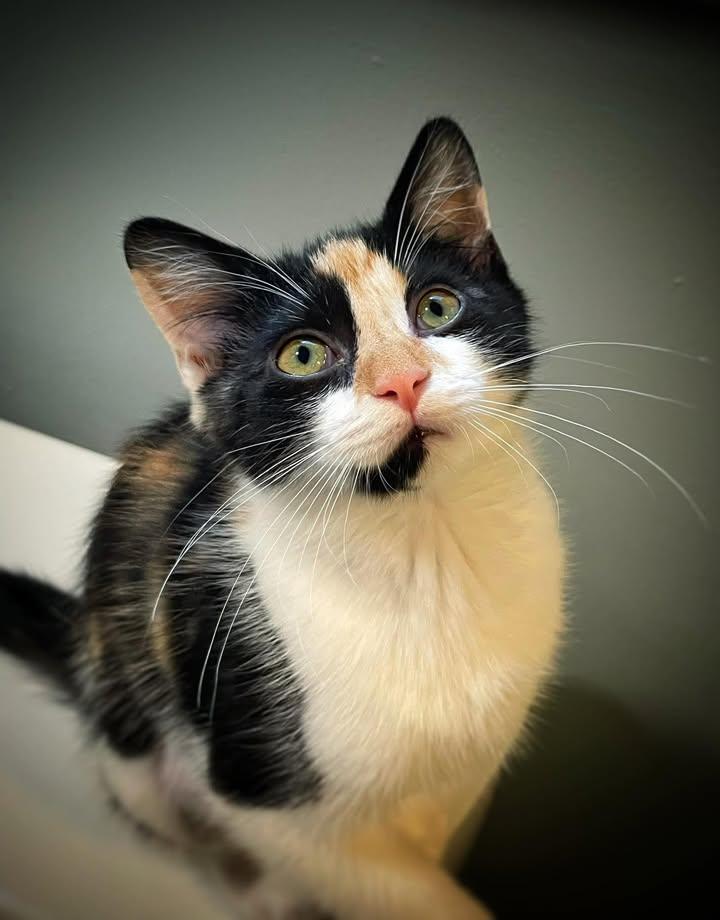 Rumors, adopted, Young Female Domestic Short Hair.