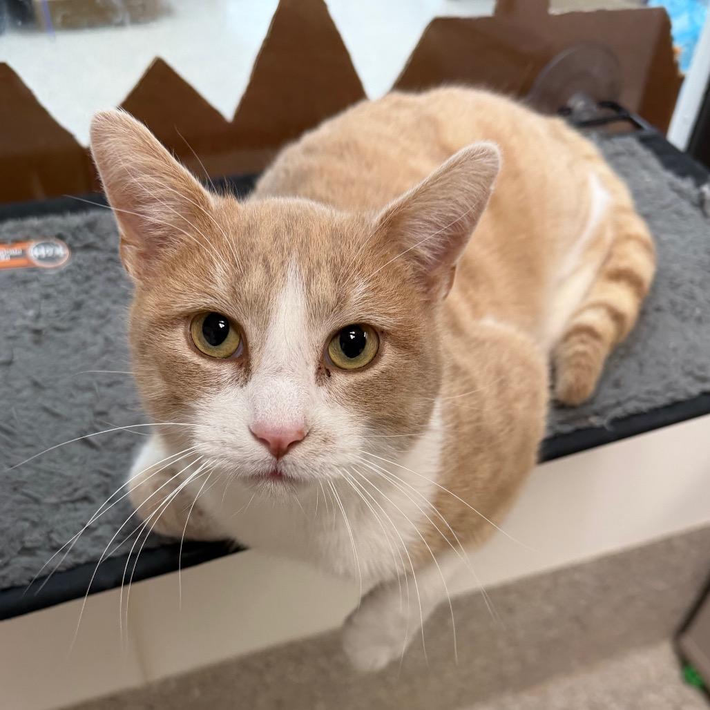 Azul, Adoptable, Adult Male Domestic Short Hair.