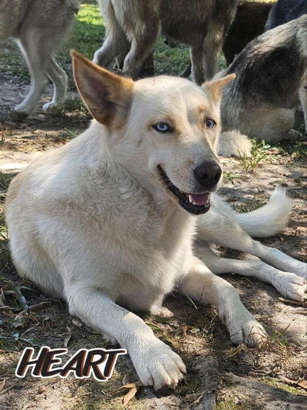 Nana, Adoptable, Adult Female Husky.