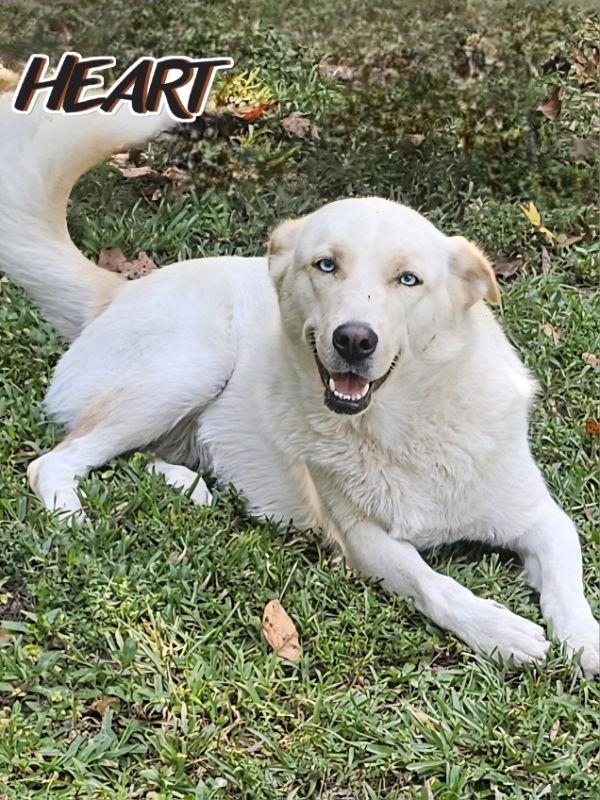 Nana, Adoptable, Adult Female Husky.