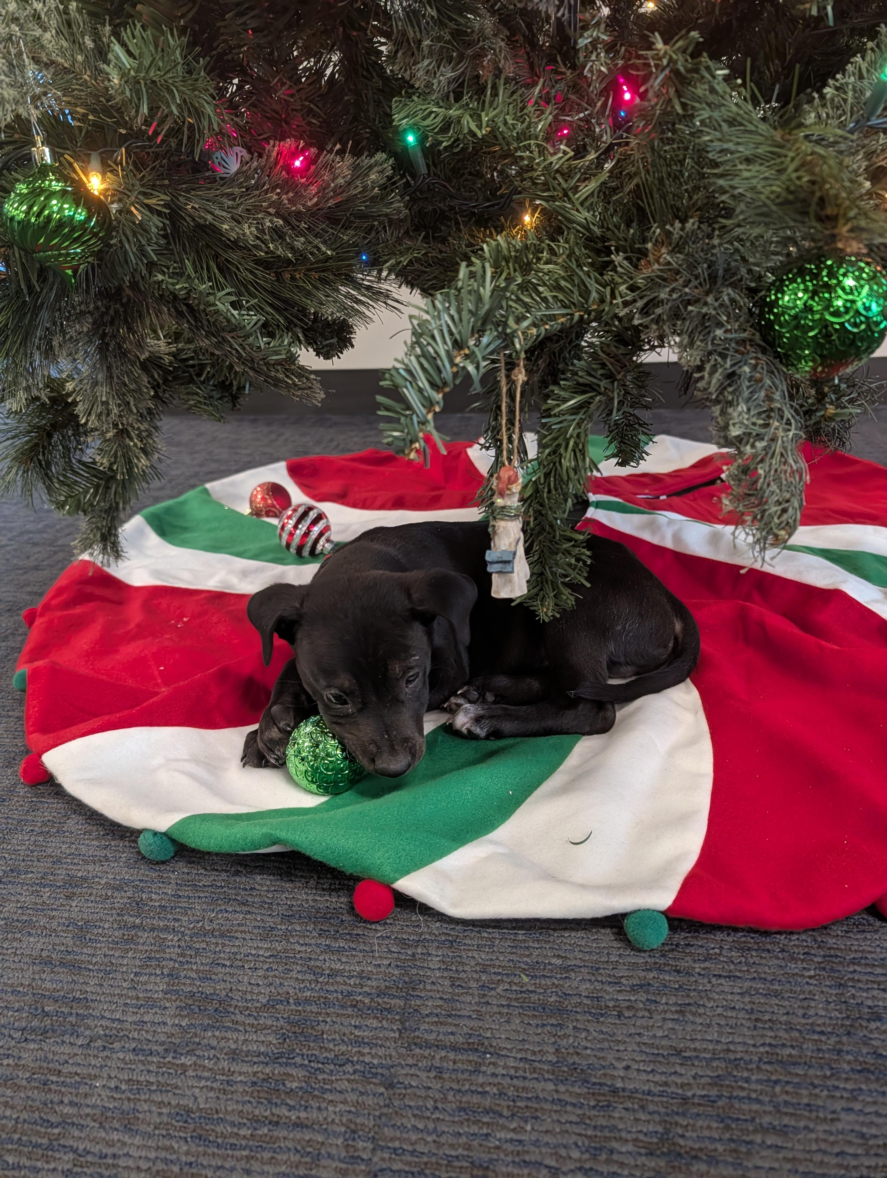 Enlarge Oreo, a Adoptable mixed breed in Littleton, CO image 2/6