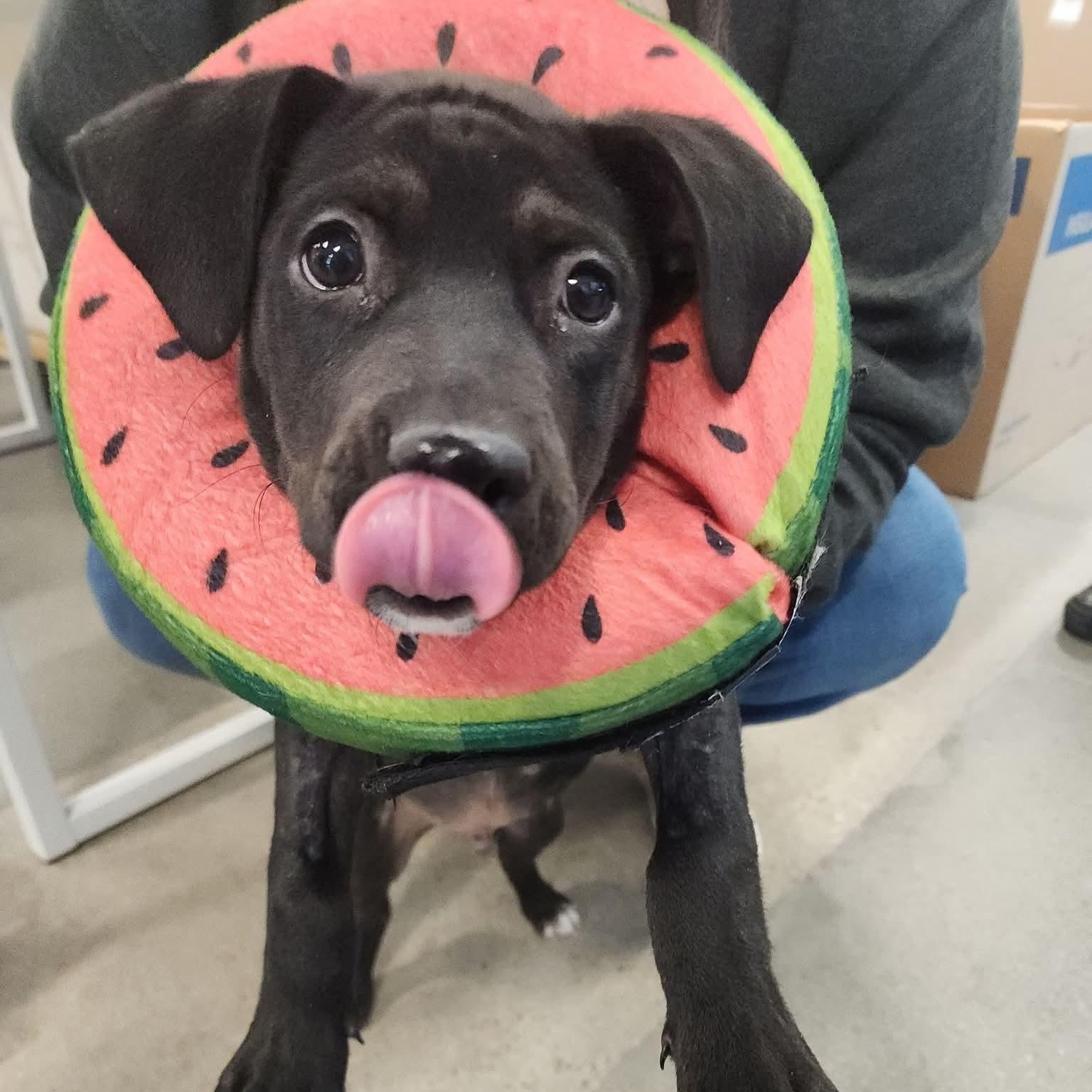 Oreo, Adoptable, Puppy Male Mixed Breed & Labrador Retriever.