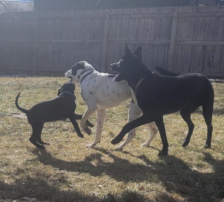 Enlarge Oreo, a Adoptable mixed breed in Littleton, CO image 6/6