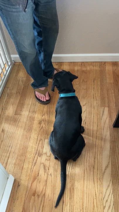 Enlarge Oreo, a Adoptable mixed breed in Littleton, CO video 4/6