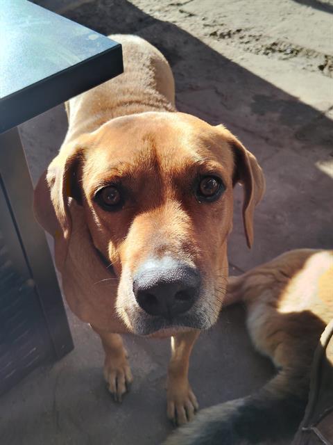 KATIE, Adoptable, Adult Female Labrador Retriever.