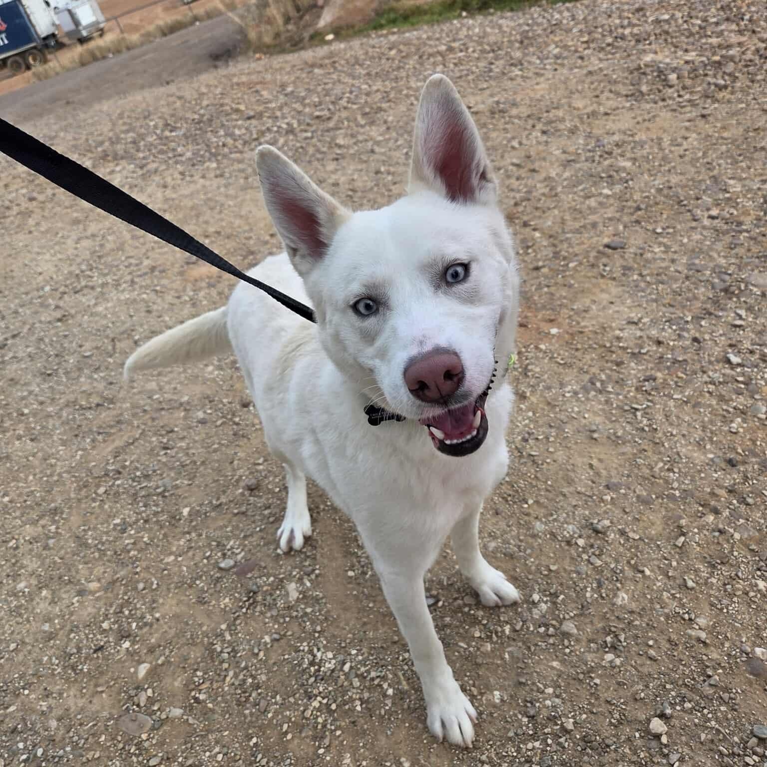 Yoda, ADOPTABLE, Adult Male Husky.