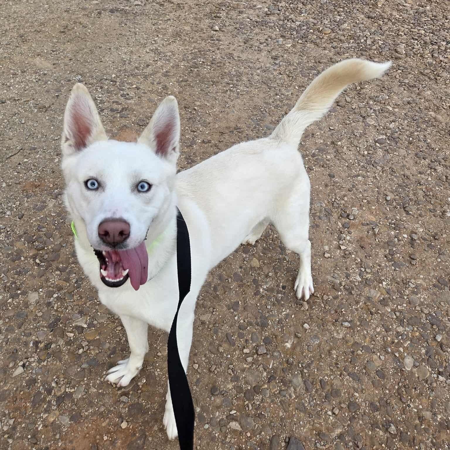Yoda, a ADOPTABLE mixed breed in Roosevelt, UT image 2/5