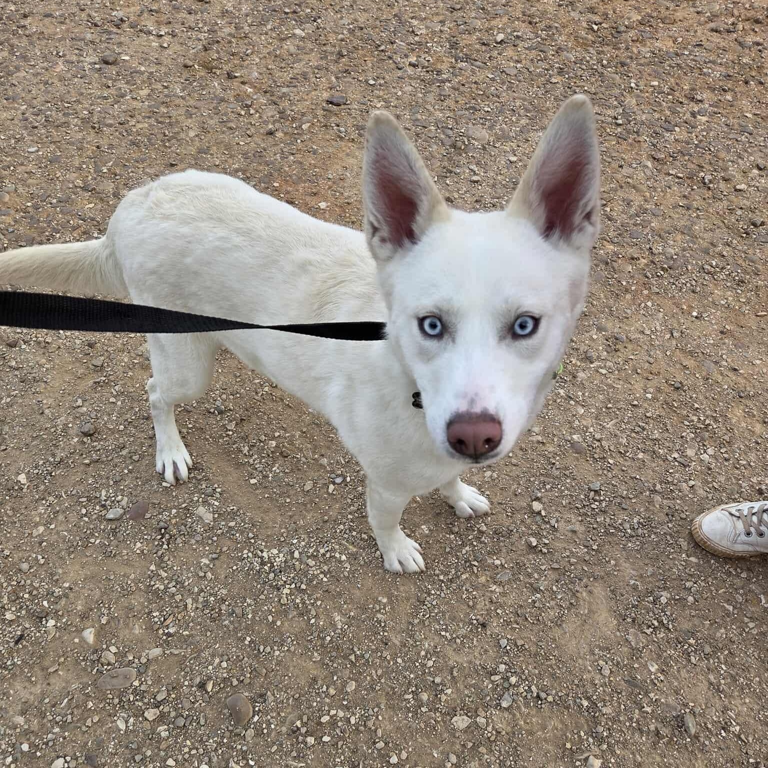Yoda, a ADOPTABLE mixed breed in Roosevelt, UT image 3/5