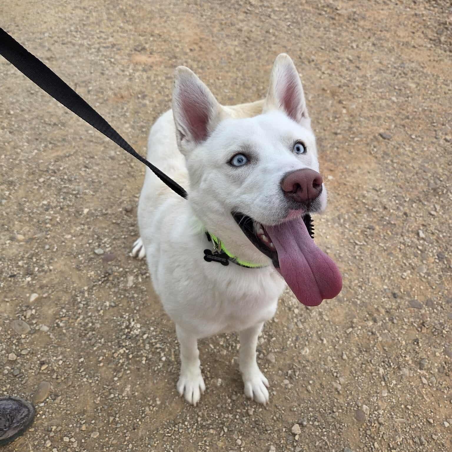 Yoda, a ADOPTABLE mixed breed in Roosevelt, UT image 4/5