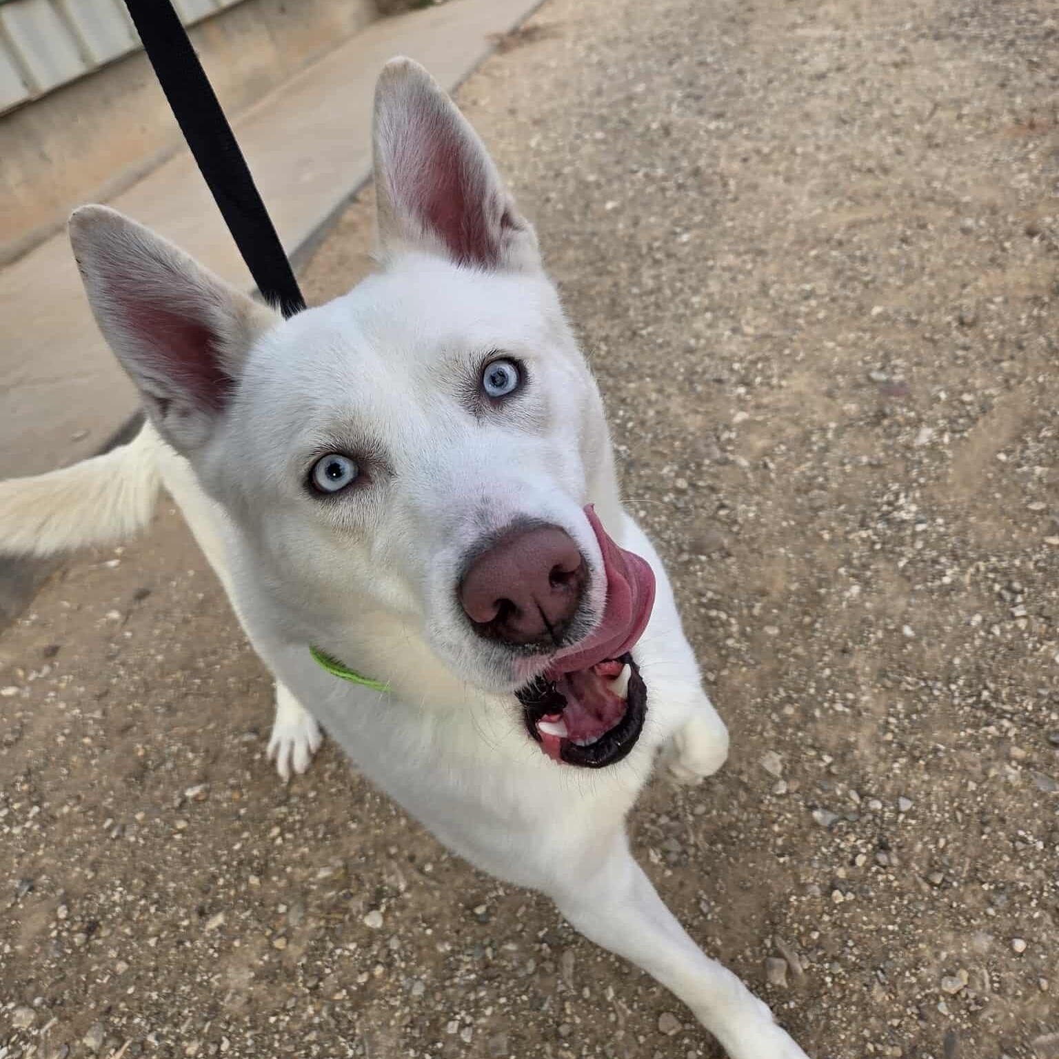 Yoda, a ADOPTABLE mixed breed in Roosevelt, UT image 5/5