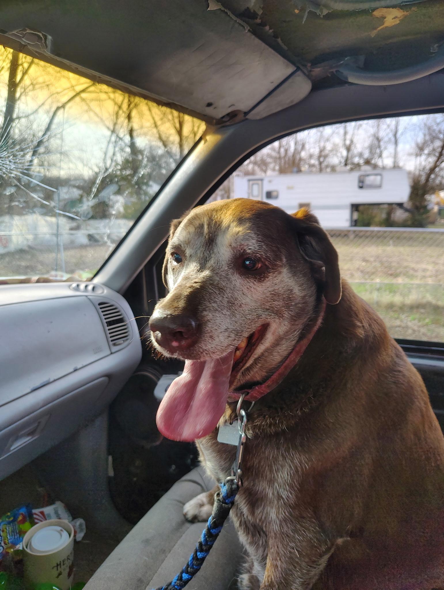 Enlarge Hope, a ADOPTABLE Chocolate Labrador Retriever in Pueblo, CO image 1/1