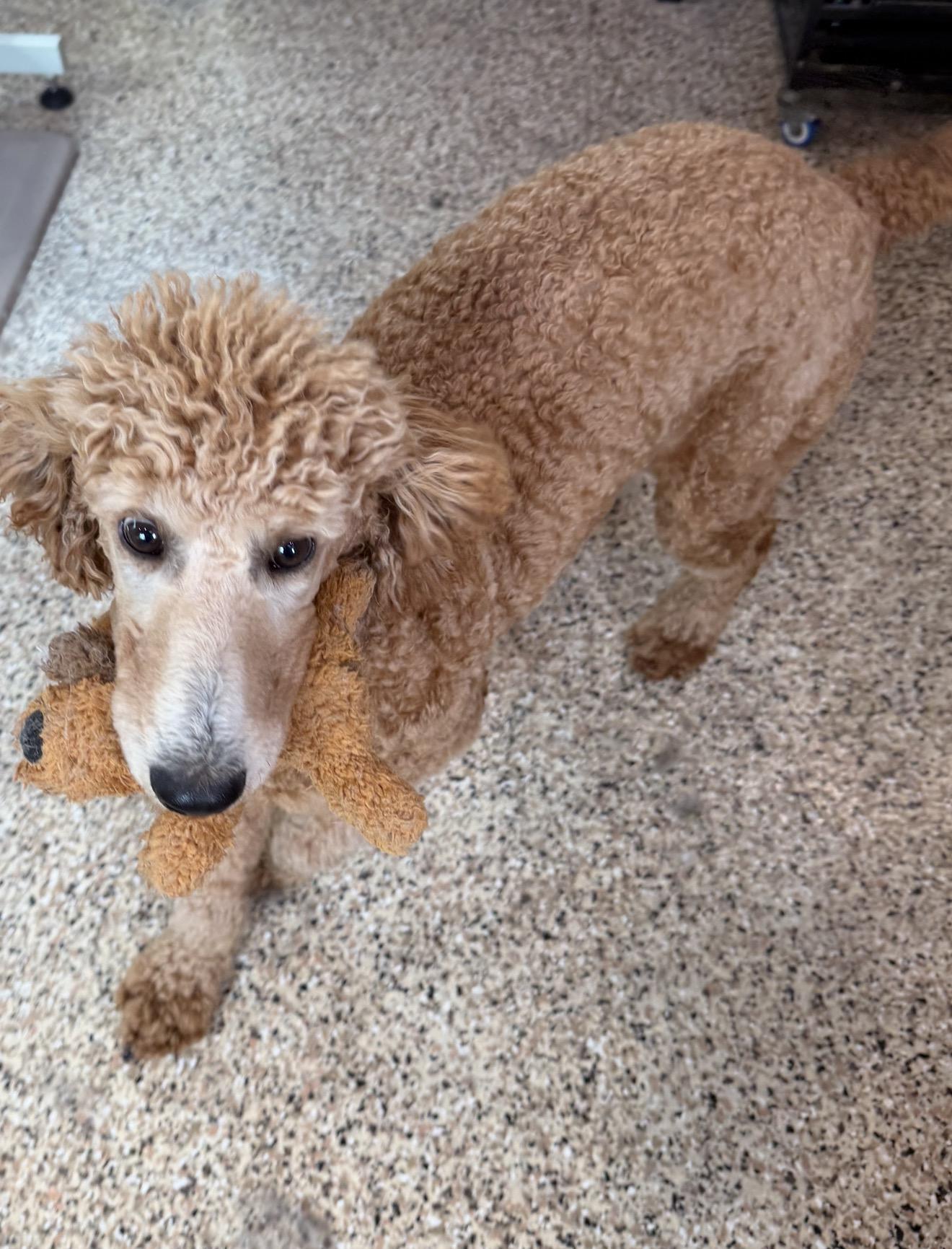 Enlarge Angelica, an adopted mixed breed in Westerly, RI image 6/6