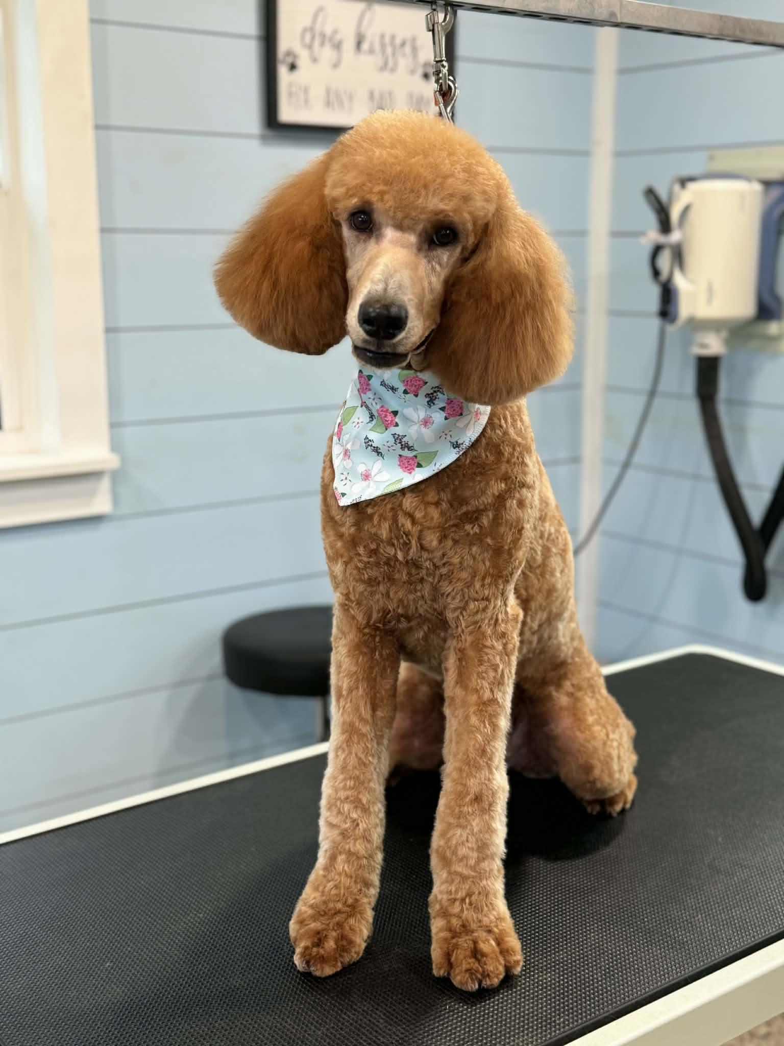 Enlarge Angelica, an adopted mixed breed in Westerly, RI image 2/6