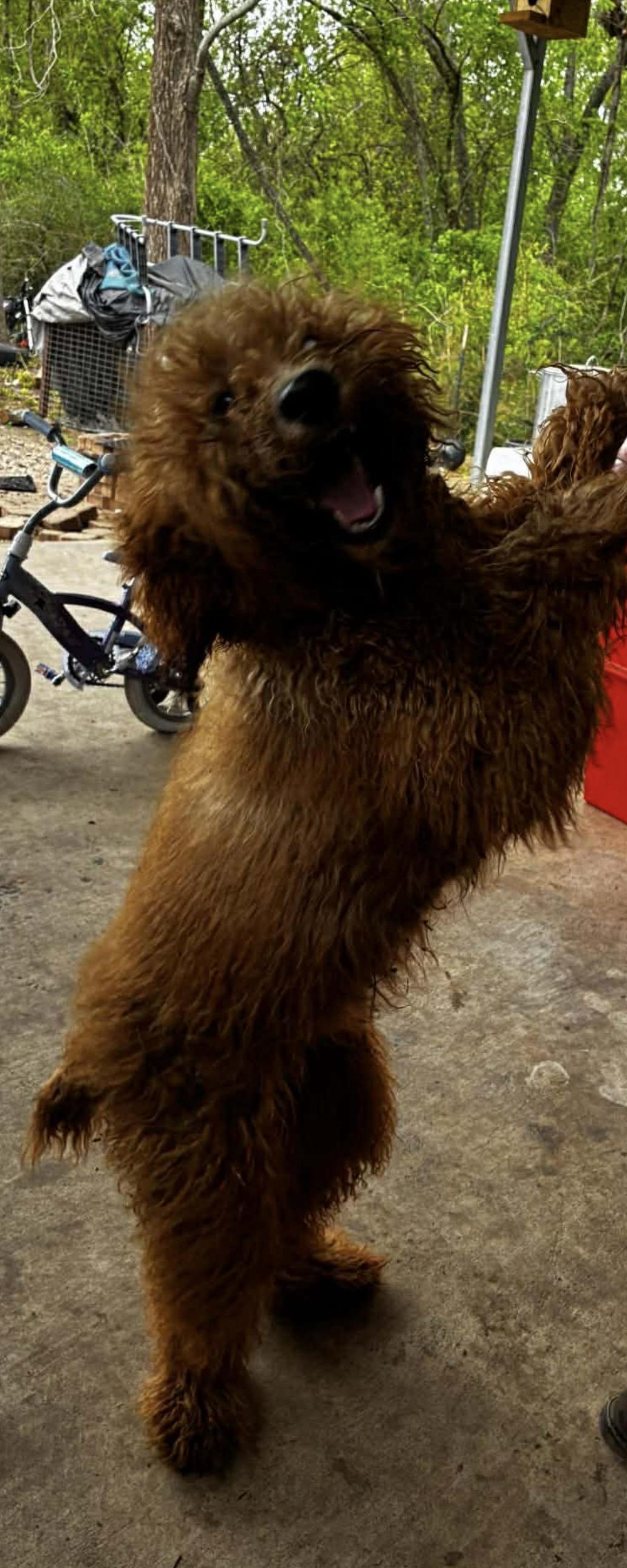 Enlarge Angelica, an adopted mixed breed in Westerly, RI image 4/6