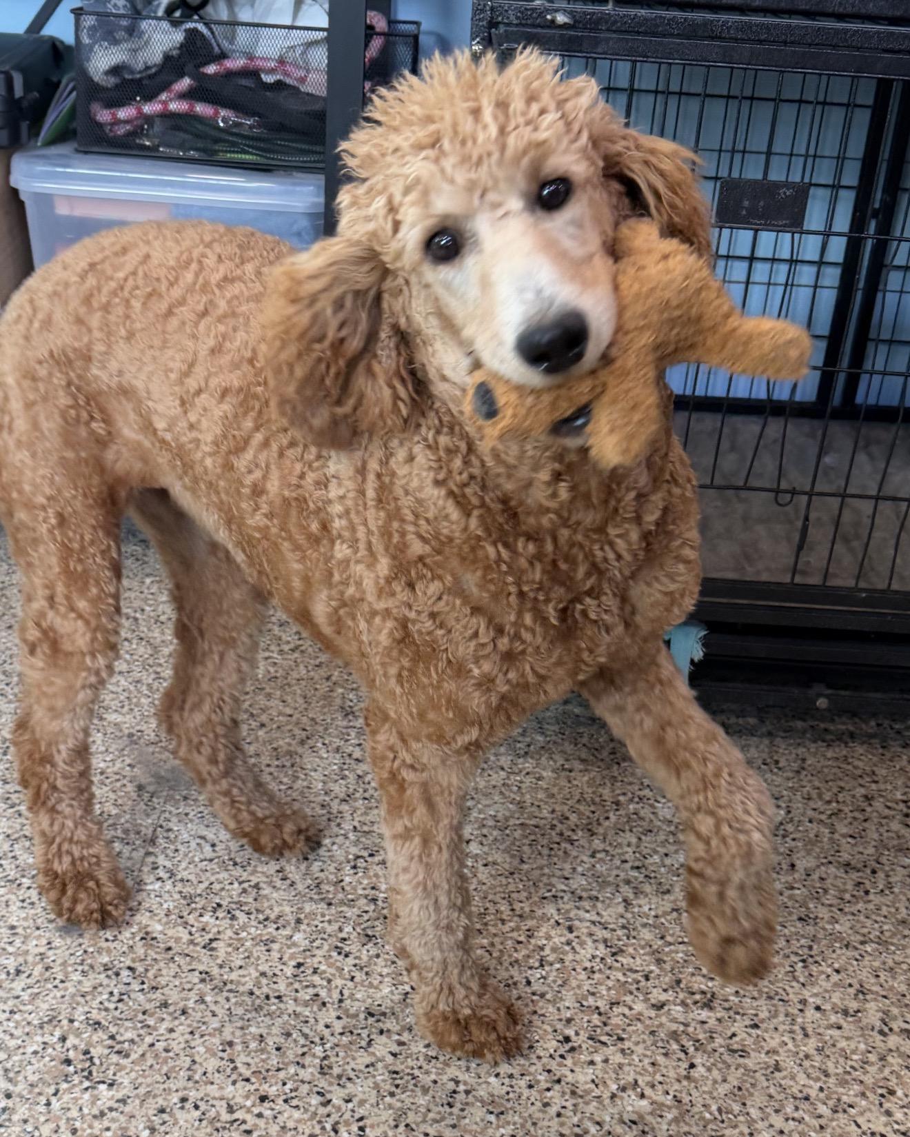 Enlarge Angelica, an adopted mixed breed in Westerly, RI image 5/6