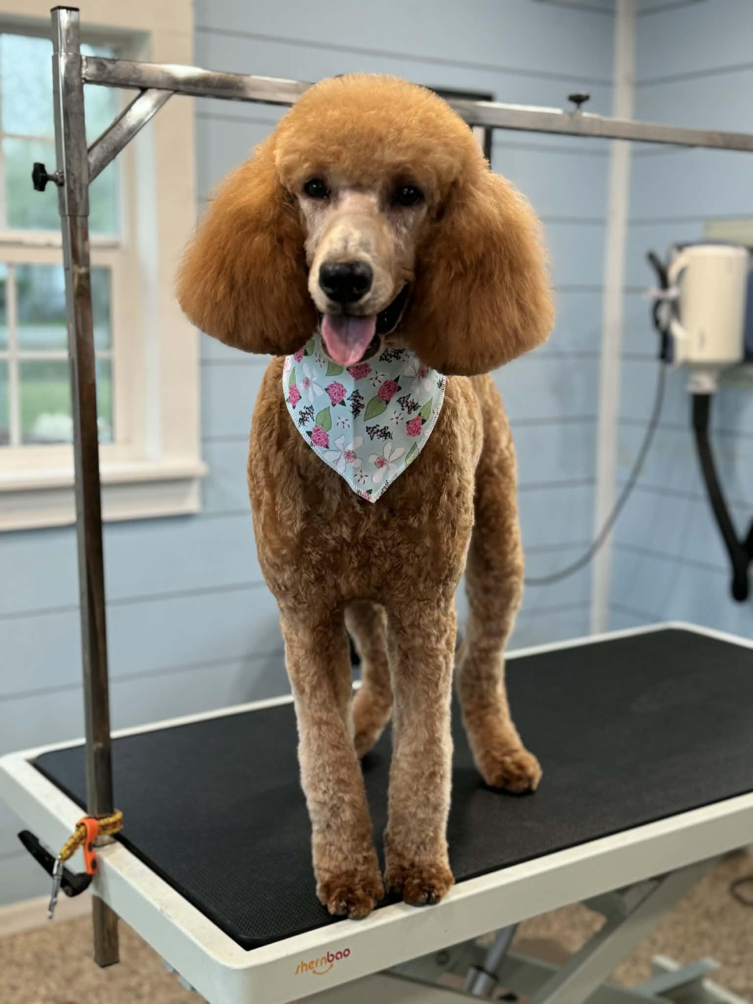 Enlarge Angelica, an adopted mixed breed in Westerly, RI image 3/6