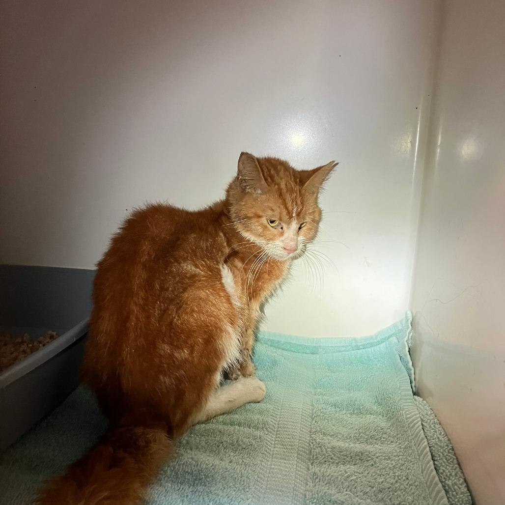 Siobhan (COH-A-62304), Adoptable, Adult Female Domestic Short Hair.